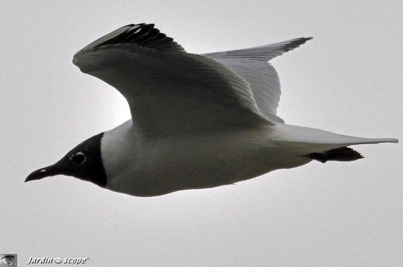 Mouette rieuse de profil