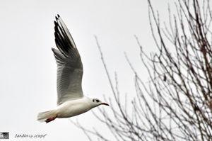 Mouette de Loire