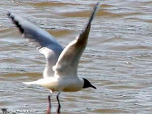 Mouette rieuse en vol