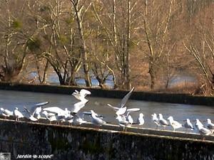 Colonie de mouettes sur le canal à Orleans