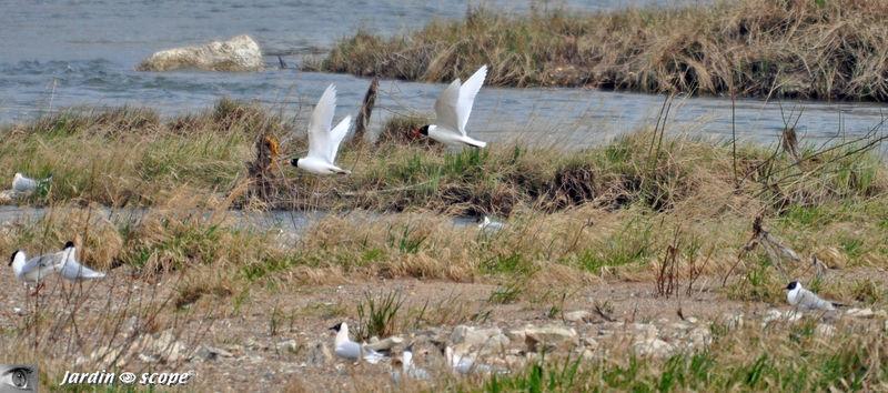 Mouettes rieuses a Beaugency