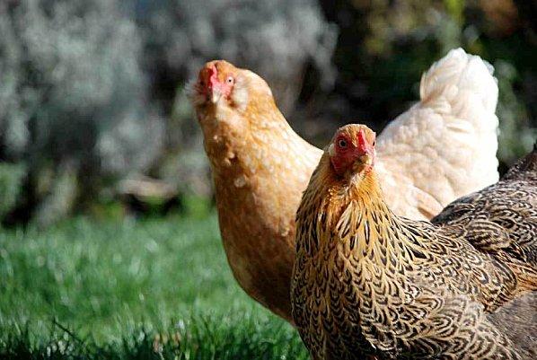 C'est l'histoire d'une poule enfermée dehors ! curieuses