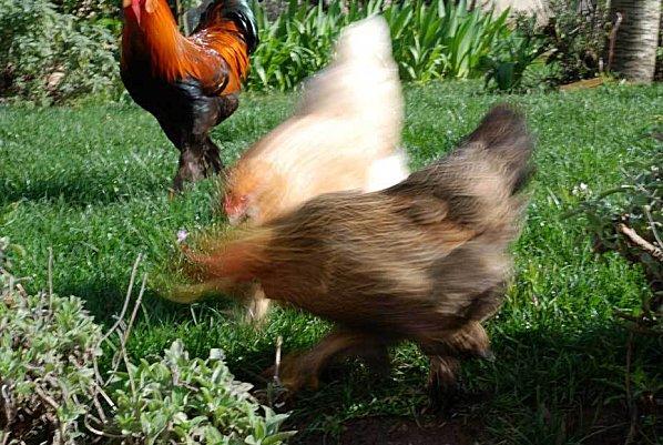 C'est l'histoire d'une poule enfermée dehors ! mouvements