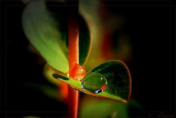 Goutte de Millepertuis goutte07.jpg