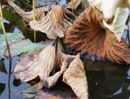 essai de correction : suite et fin ? documentlotus.1299183977.jpg