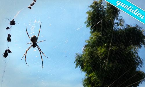 L’arachnophobie au quotidien L’arachnophobie au quotidien