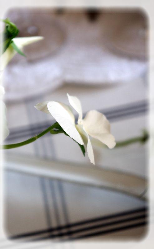 Un diner printanier en blanc.... blanche_bleue_065_modifi__1