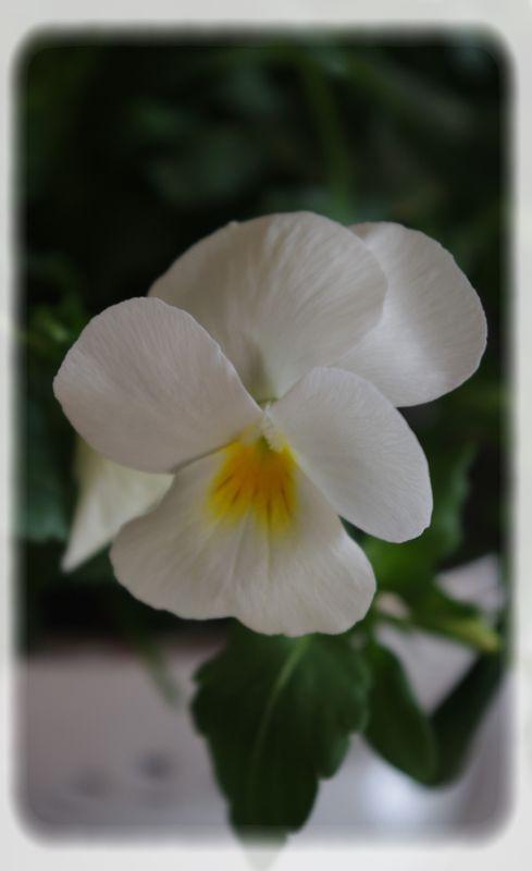 Un diner printanier en blanc.... blanche_bleue_019_modifi__1