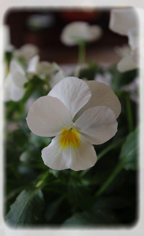 Un diner printanier en blanc.... blanche_bleue_025_modifi__1