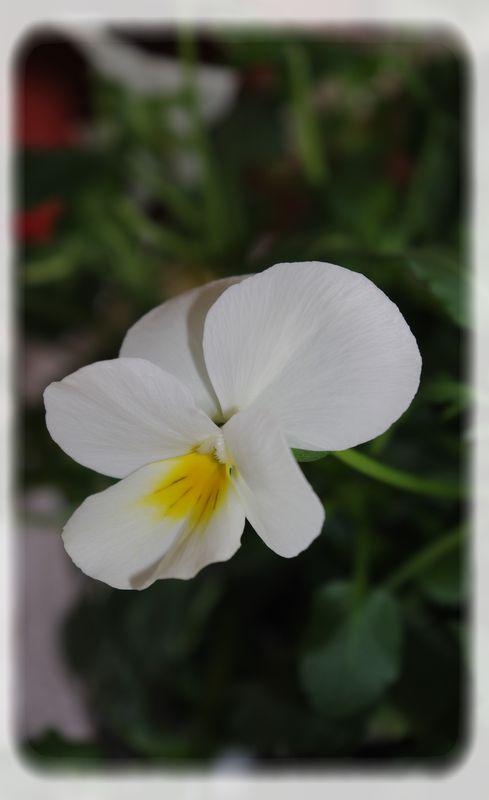 Un diner printanier en blanc.... blanche_bleue_020_modifi__1