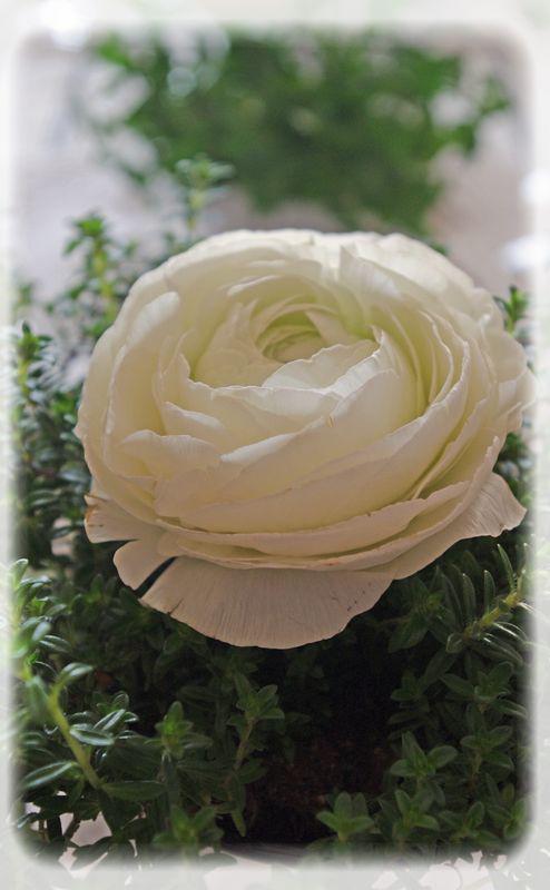 Un diner printanier en blanc.... blanche_bleue_002_modifi__1