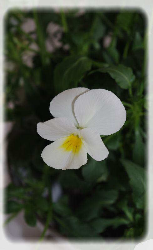 Un diner printanier en blanc.... blanche_bleue_021_modifi__1