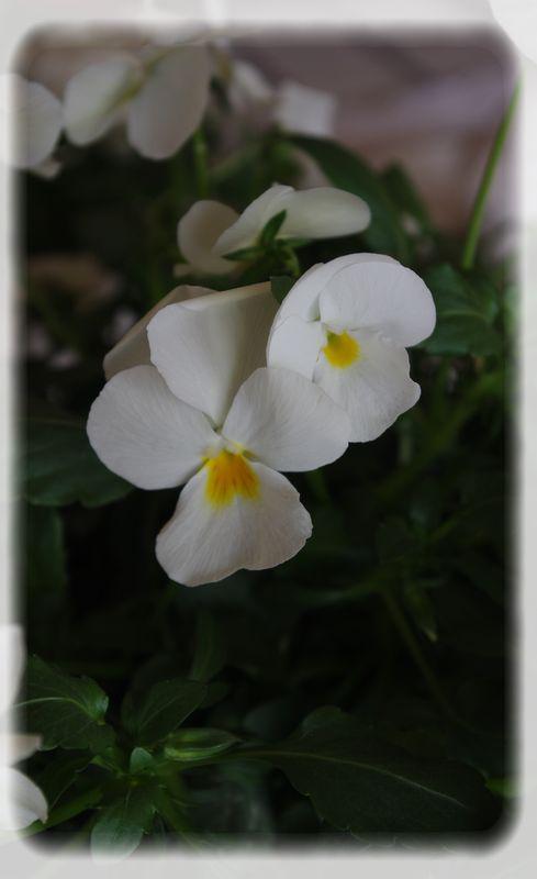 Un diner printanier en blanc.... blanche_bleue_017_modifi__1