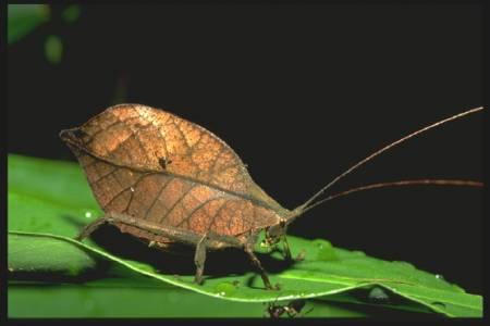 http://www.insecte.org/IMG/jpg/53-450x300.jpg
