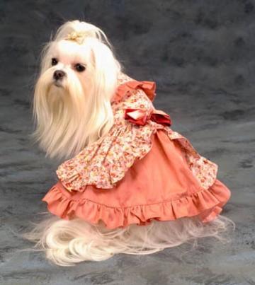 Des soirées branchées qui ont du chien..... medium_chien-scarlette.jpg