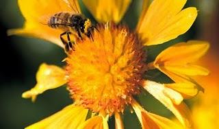 Des conseils pour faciliter la pollinisation