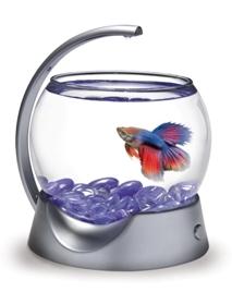 Betta Bowl en situation V2