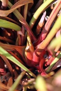 Rhizome de Sarracenia en phase de reprise Rhizome de Sarracenia en phase de reprise