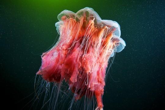 Underwater experiments – Alexander Semenov