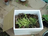 Pourquoi pas un lombricomposteur maison ? Pourquoi pas un lombricomposteur maison ?