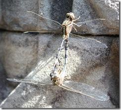 Cambodge2010_0838 Cambodge2010_0838