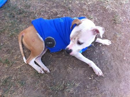 Back Camera woofer Le chien, ce lecteur MP3 ?