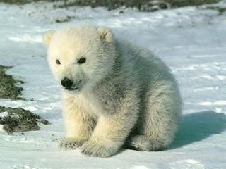 Avortement des ours polaires