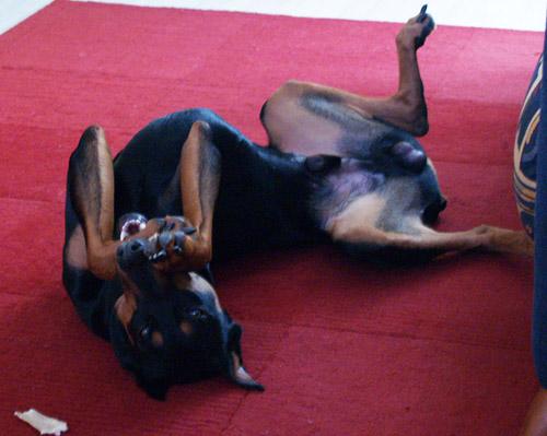 chien qui se tortille chien qui se tortille