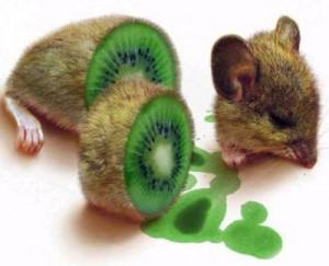 RECETTE DU RAT FLAMBÉ RECETTE DU RAT FLAMBÉ