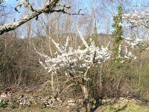 Arrivée avec des fleurs ! retour___Calfour_003