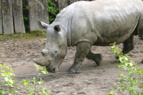 Les débuts du Zoo de Lille.