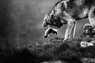 Canis lupus futilitus Canis lupus futilitus