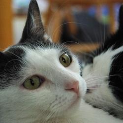 chat sixieme sens