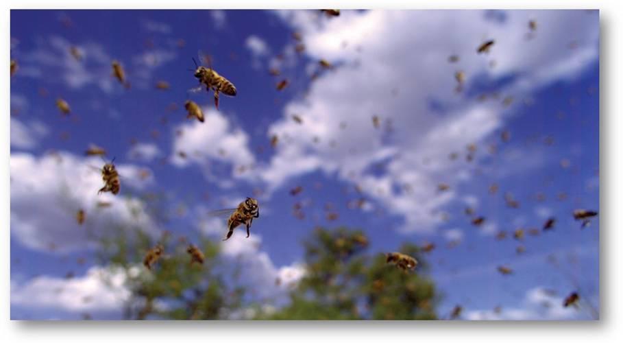 image006 POLLEN, The Walt Disney Company France reversera une partie des recettes du film au profit du WWF