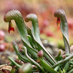 Darlingtonia californica Darlingtonia californica