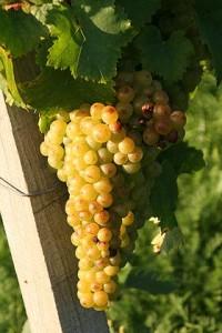 Muscat petits grains wiki Muscat petits grains wiki 200x300 histoire vigne vin Le muscat à petits grains