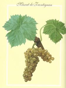 Mucats petits grains galet0003 Mucats petits grains galet0003 225x300 histoire vigne vin Le muscat à petits grains