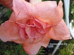 rosa-candida-rose2.jpg