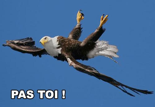L’arche de Noé, c’est vraiment n’importe quoi ! Arche de noé
