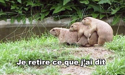 L’arche de Noé, c’est vraiment n’importe quoi ! Arche de noé