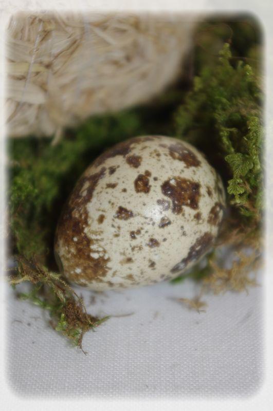 Pâques vêtu de blanc... P_ques_blanc_070_modifi__1