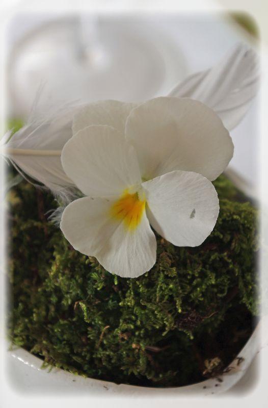 Pâques vêtu de blanc... P_ques_blanc_009_modifi__1