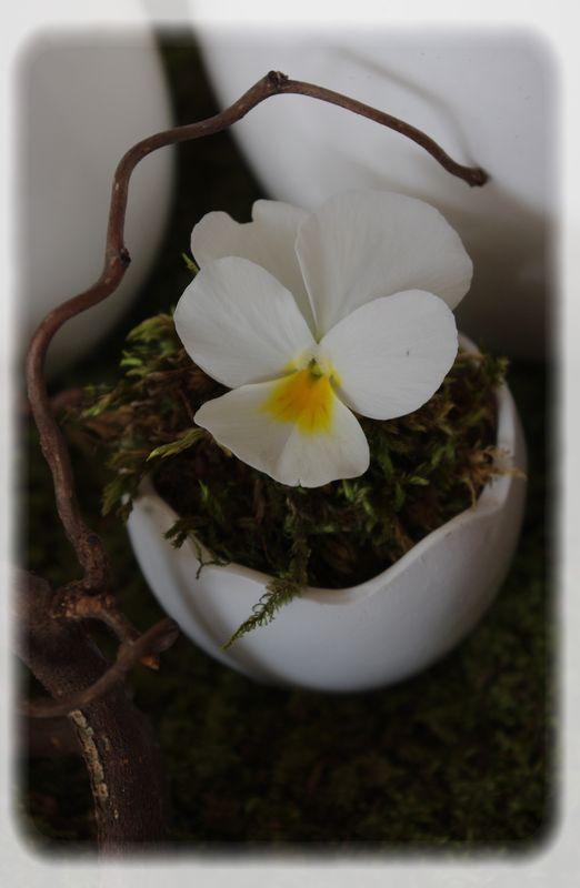 Pâques vêtu de blanc... P_ques_blanc_072_modifi__1