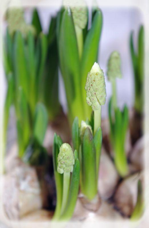 Pâques vêtu de blanc... P_ques_blanc_010_modifi__1