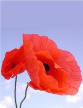 Livre audio - Garchine, Vsevolod La Fleur rouge Yves Gourdeau - Fleur de mai