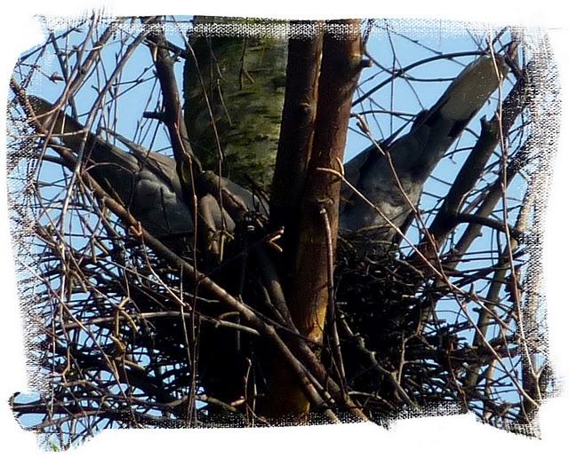 V'là le Printemps !!Le printemps s'annonce touj... V'là le Printemps !!Le printemps s'annonce touj...