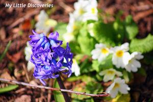 Spring has sprung! Printemps_IMG_0238