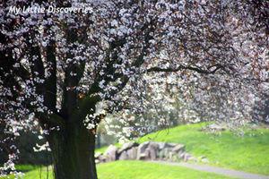 Spring has sprung! Printemps_IMG_0205