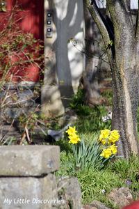 Spring has sprung! Printemps_IMG_0254