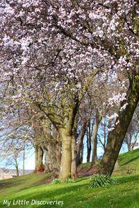 Spring has sprung! Printemps_IMG_0225